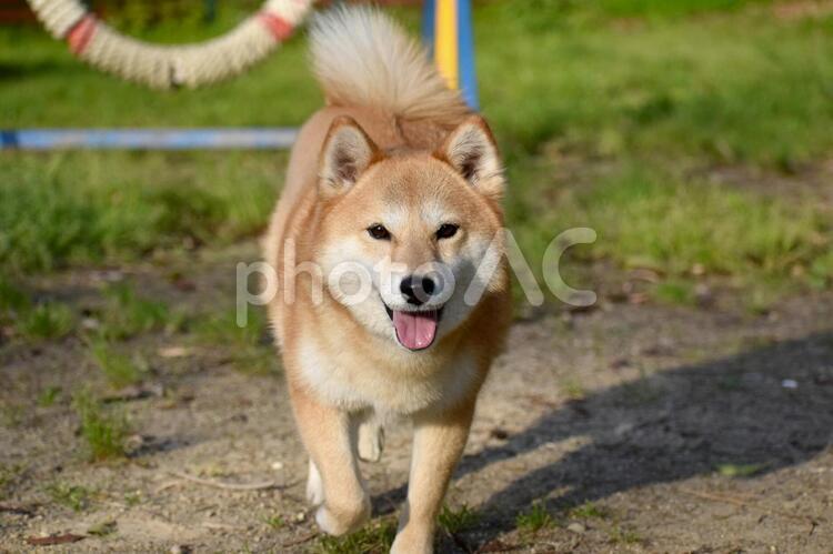 柴犬・笑顔・カメラ目線 柴犬,柴,犬の写真素材
