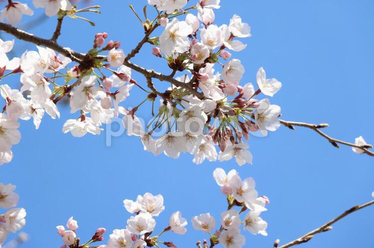 桜と青空 桜,サクラ,青空の写真素材