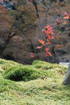 紅葉かつ散る 紅葉かつ散るの写真