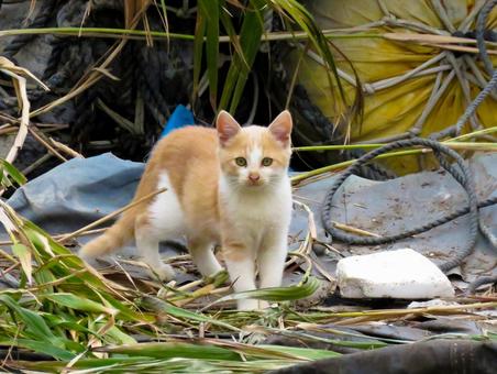 こちらをジッと見つめる子猫 こちらをジッと見つめる子猫 猫,子猫,動物の写真素材