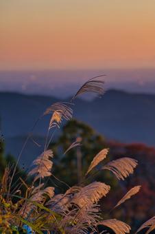 ススキと朝日の写真