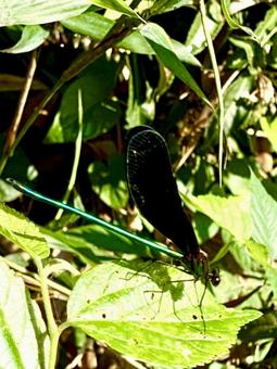 Butterfly dragonfly, JPG Butterfly dragonfly, JPG