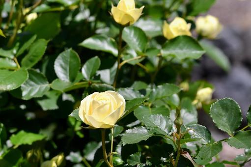 薔薇　クリーミーエデン 薔薇,クリーミーエデン,花の写真素材