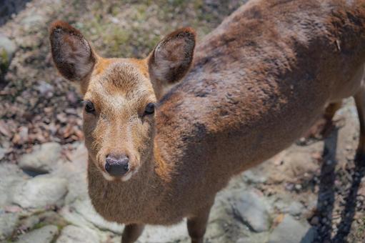Deer of Miyajima in Aki, JPG