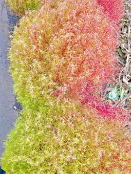 カラフルコキア カラフルコキア 秋,葉っぱ,落ち葉の写真素材