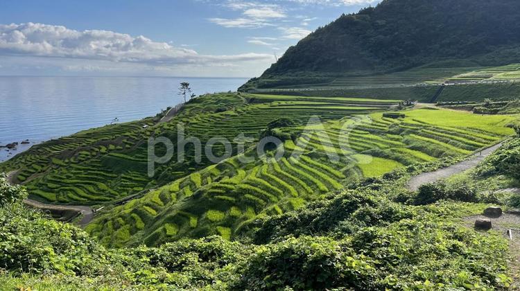 【石川】白米千枚田の風景 白米千枚田,棚田,朝の写真素材