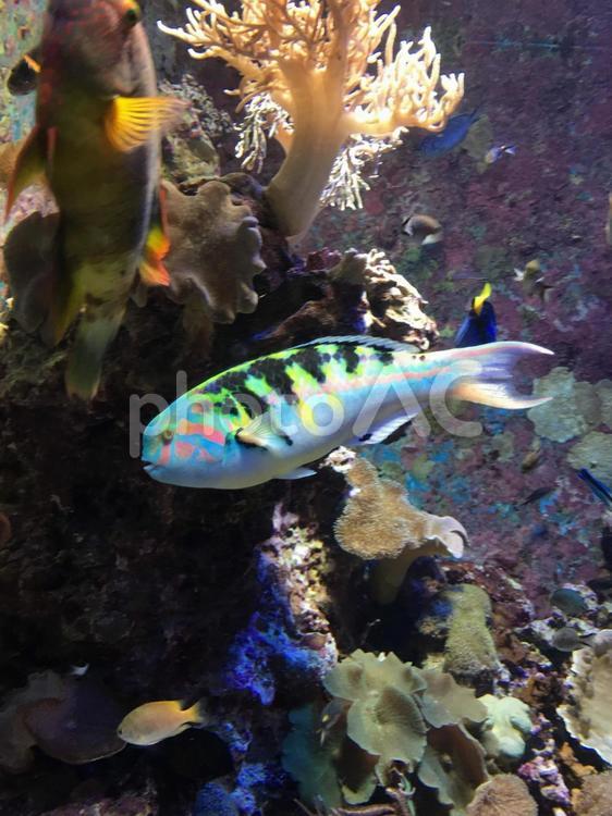 魚 魚,海,自然の写真素材