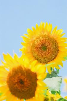Energetic sunflower ② Energetic sunflower ②