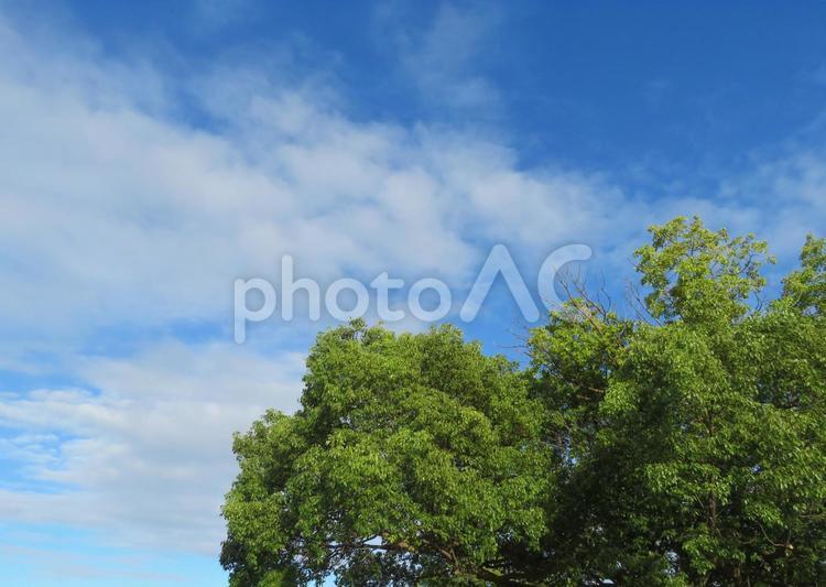 青空とモコモコの大木 空,木,自然の写真素材