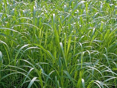 9月の雑草 雑草,風景,自然の写真素材