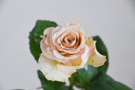 コーラルピンクのばら コーラルピンクのばら コーラルピンク,ばら,薔薇の写真素材