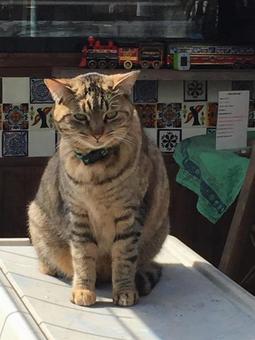 猫 3 猫 3の写真