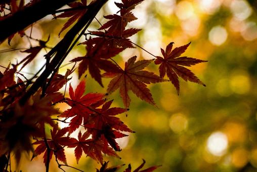 <素材>紅葉した森の中のイロハモミジ <素材>紅葉した森の中のイロハモミジ 紅葉,モミジ,イロハモミジの写真素材