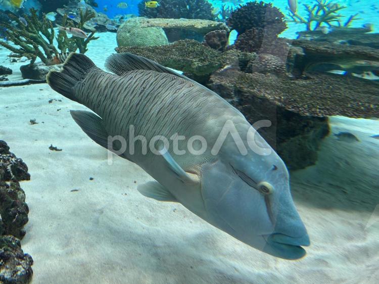 須磨シーワールド　さかな 神戸,アクアリウム,海の生き物の写真素材