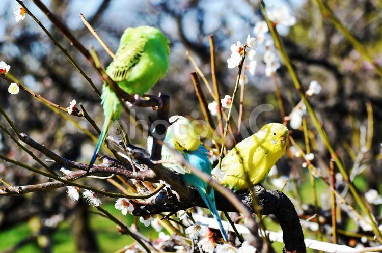 桜の花と休憩する3匹のインコ 桜,インコ,鳥の写真素材