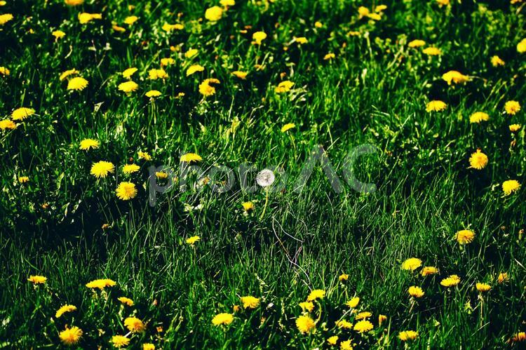 たんぽぽ畑の中の綿毛1輪 たんぽぽ,たんぽぽ畑,綿毛の写真素材