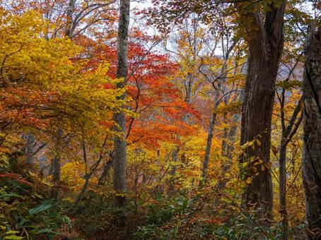 南会津の紅葉 南会津の紅葉 紅葉,秋,会津の写真素材