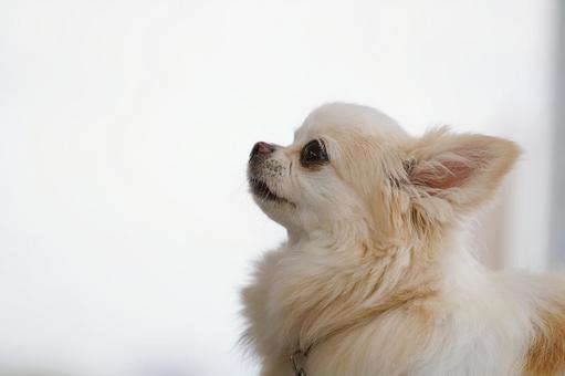 チワワのポートレート チワワのポートレート 犬,チワワ,可愛い犬の写真素材