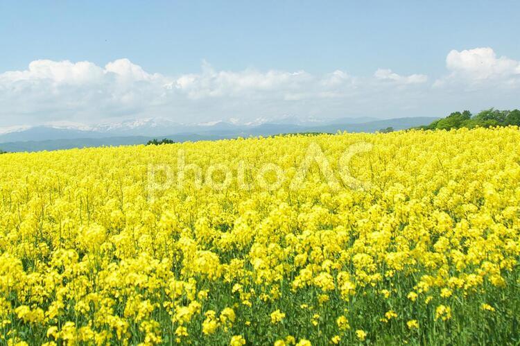 美しく満開の菜の花 菜の花,明るい,夏の写真素材