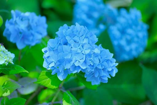 花模様₋アジサイ‐明るいイメージ 花模様₋アジサイ‐明るいイメージの写真
