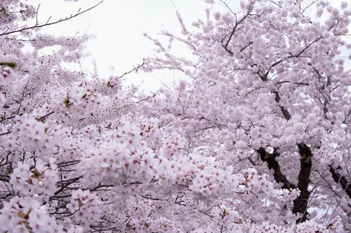 桜 桜,桜まつり,japanの写真素材