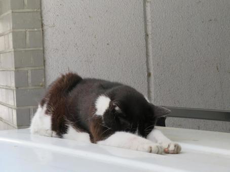 ごめん寝猫 ごめん寝猫の写真