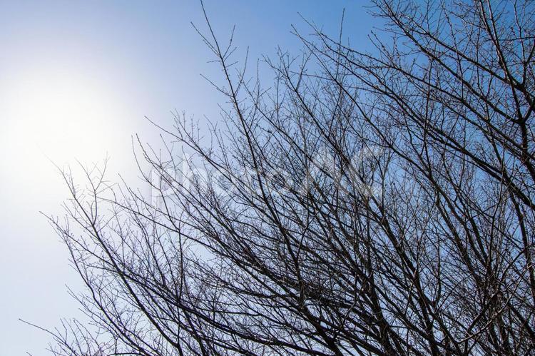 木の枝 枝,木,冬の写真素材