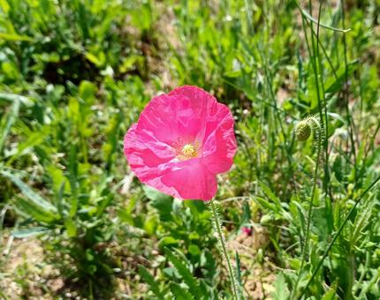 Photo, chirley poppy, may, a round, 