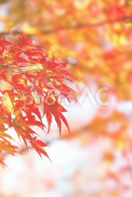 紅葉　明るい日差しの中で かえで,きれい,もみじの写真素材