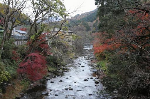 紅葉 もみじ,紅葉,山の写真素材