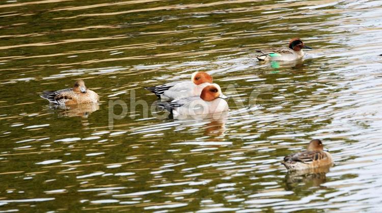親水池を優雅に舞う冬の使者ヒドリガモ ヒドリガモ,鴨,渡り鳥の写真素材
