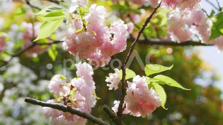 透明感のある八重桜 八重桜,花,さくらの写真素材