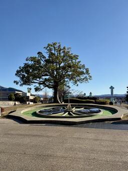 冬の武生中央公園　エントランス 冬,大木,休みの写真素材