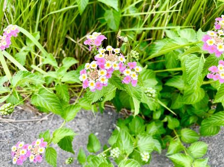 カマキリに食べられるセセリチョウの写真