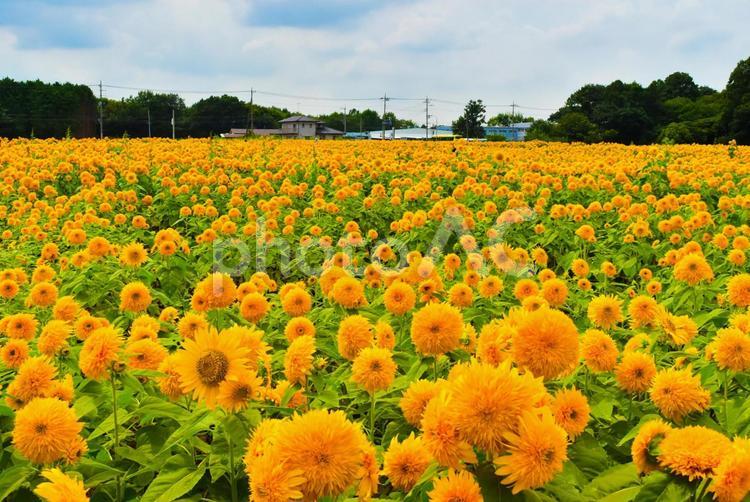茨城のひまわり畑 ひまわり,八重ひまわり,黄色の写真素材