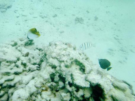 熱帯魚 ハワイ サンドバー 天国の海 熱帯魚 ハワイ サンドバー 天国の海の写真
