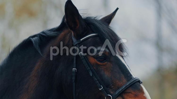 屋外にいる茶色と白の馬の横顔　耳 馬,馬の顔,アップの写真素材