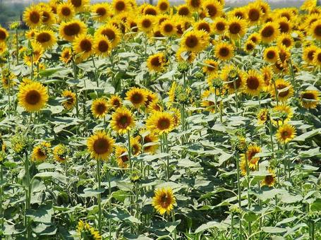 【花の写真】ひまわり畑 【花の写真】ひまわり畑の写真