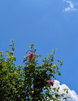 Summer sky, JPG Summer sky, JPG