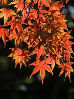 紅葉d 紅葉,カエデ,赤い葉の写真素材