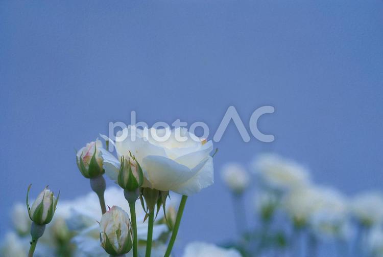 薔薇　白い薔薇　バラ　青背景　蕾 薔薇,白い薔薇,バラの写真素材