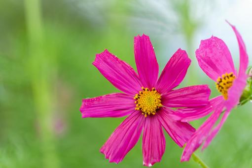 雨上がりに輝くピンクのコスモス 雨上がりに輝くピンクのコスモス コスモス,花,ピンクの写真素材