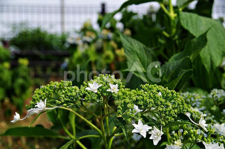 アジサイの季節 アジサイ,スミダノハナビ,紫陽花の写真素材