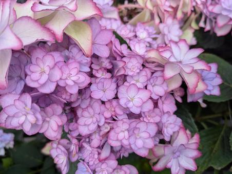 紫陽花ですの写真