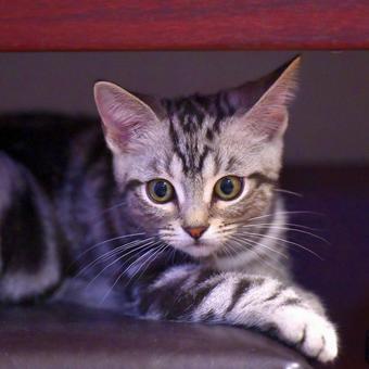 ピアノの下に隠れる子猫 子猫,kitten,ねこの写真素材