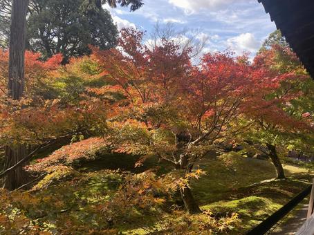 もみじ もみじ 自然,素材,寺院の写真素材