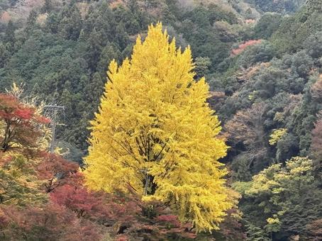 香嵐渓の景色 香嵐渓,名古屋,イチョウの写真素材
