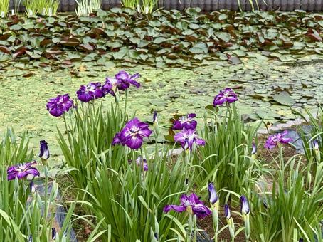 堀切菖蒲園 曇り空の下咲き誇る花菖蒲 堀切菖蒲園 曇り空の下咲き誇る花菖蒲の写真