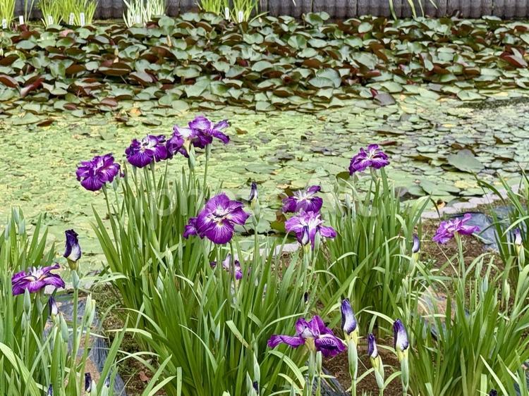 堀切菖蒲園　曇り空の下咲き誇る花菖蒲 癒し,壁紙,花畑の写真素材