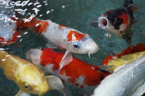 Photo, carp, koi, pool, 